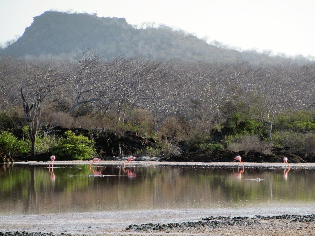 Tour Punta Cormorant – Isla Floreana